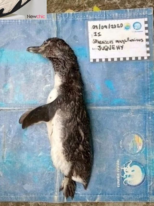 Miris Penguin Ini Mati Usai Menelan Masker Yang Dibuang Sembarangan Citizen6 Liputan6 Com
