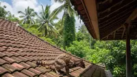 12 Cara Mencegah Kucing Liar Berak di Atap Rumah Anda, Efektif dan Manusiawi