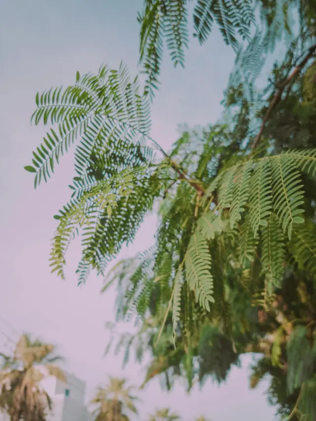 Ilustrasi Lamtoro, kemlandingan, petai selong atau petai cina (Leucaena leucocephala)