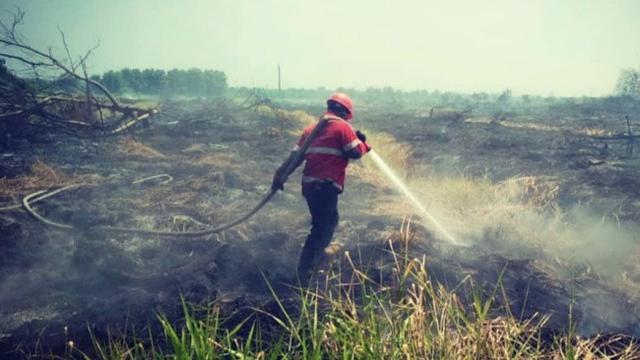 Personel Satgas Karhutla Riau memadamkan kebakaran lahan gambut.