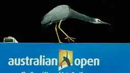 Seekor burung berada di lapangan tenis saat gelaran  turnamen tenis Australia Terbuka di Melbourne Park, Australia, Selasa (19/1). Burung ini sempat beberapa sempat  menjadi  perhatian penonton dan pemain. (REUTERS / Tyrone Siu)