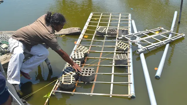 Aming, warga Bondan, Desa Ujungalang, Kampung Laut, Cilacap memeriksa kepiting peliharaan di tambak yang dikelola kelompok, (Foto: Liputan6.com/Muhamad Ridlo).