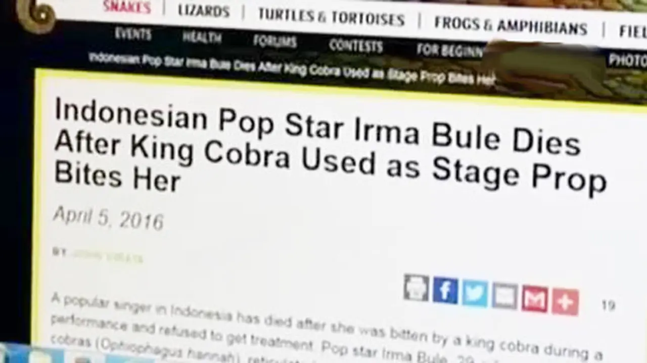 Irma Bule Tewas Dipatuk Kobra