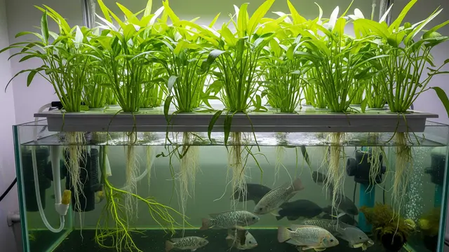 Menanam Kangkung dengan Sistem Aquaponik
