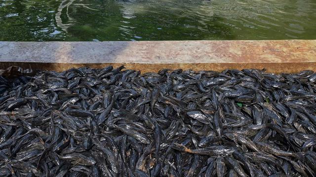 Bahaya Mengonsumsi Ikan Sapu-Sapu dari Perairan Tercemar