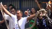 [VIDEO] Warga Kota Medan Temukan Ular Phyton Berbobot 50 Kg