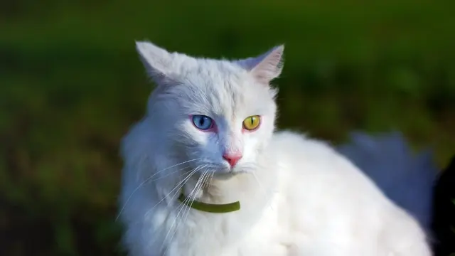 Sama-Sama Berasal dari Turki, Ini Perbedaan Kucing Turkish Van dan Turkish Anggora