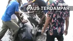 Puluhan paus berusaha diselamatkan oleh relawan dan mahasiswa saat terdampar di pantai Probolinggo Jawa Timur.