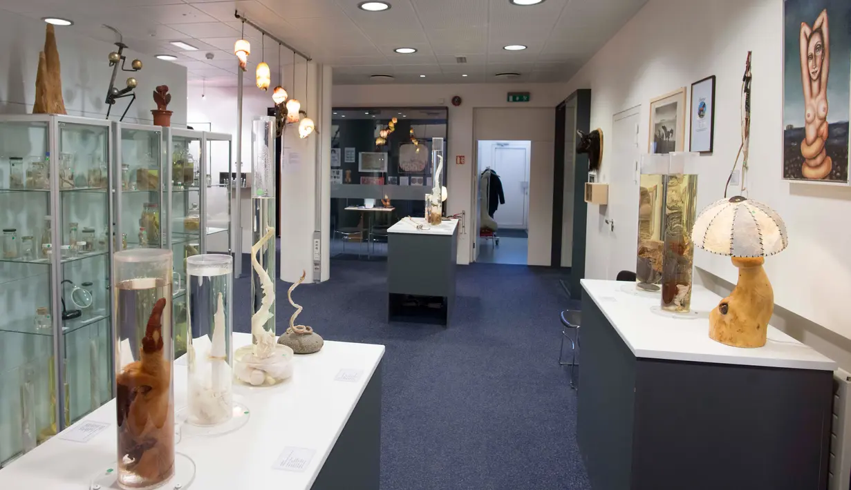 Berberapa koleksi penis yang sudah diolah dipajang di Museum Falologi Islandia, Reykjavik, Islandia (27/10). Selain penis binatang ada juga 36 penis manusia yang dipajang di meseum ini. (AFP/Halldor Kolbeins)