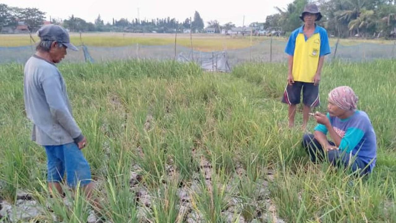 Petani di Desa Jayabakti, Cabangbungin, Kabupaten Bekasi