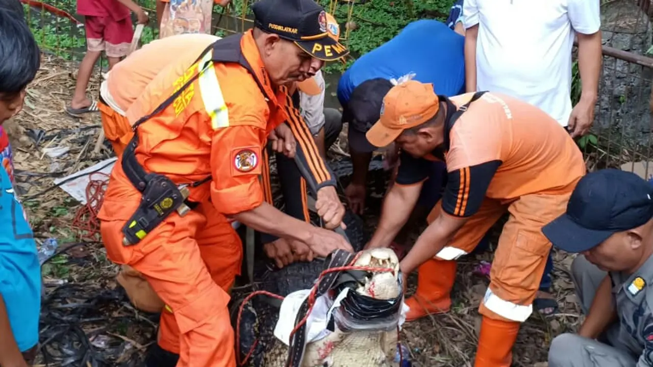 Petugas damkar mengevakuasi buaya 4,5 meter (Istimewa)