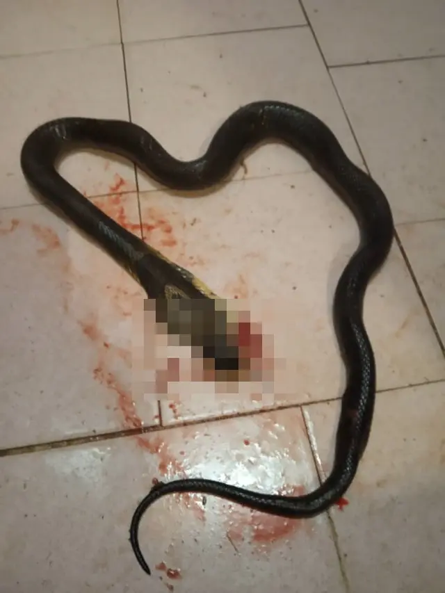 Bersenjatakan Sendok, Wanita Ini Bisa Kalahkan Ular Kobra