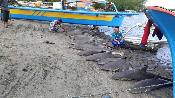 Heboh Foto  Hiu  Hiu  Mati Berjejer di Tepi Pantai Gorontalo 