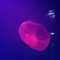 Ubur-Ubur Moon Jellyfish