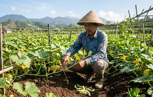 Cara Menanam Labu dari Biji hingga Panen, Panduan Lengkap untuk Pemula di Lahan Terbatas