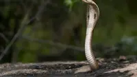 5 Health Benefits of Snake Venom You Should Know