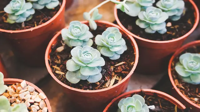 7 Rekomendasi Kado yang Romantis dan Unik untuk Pasangan, Dijamin Suka!