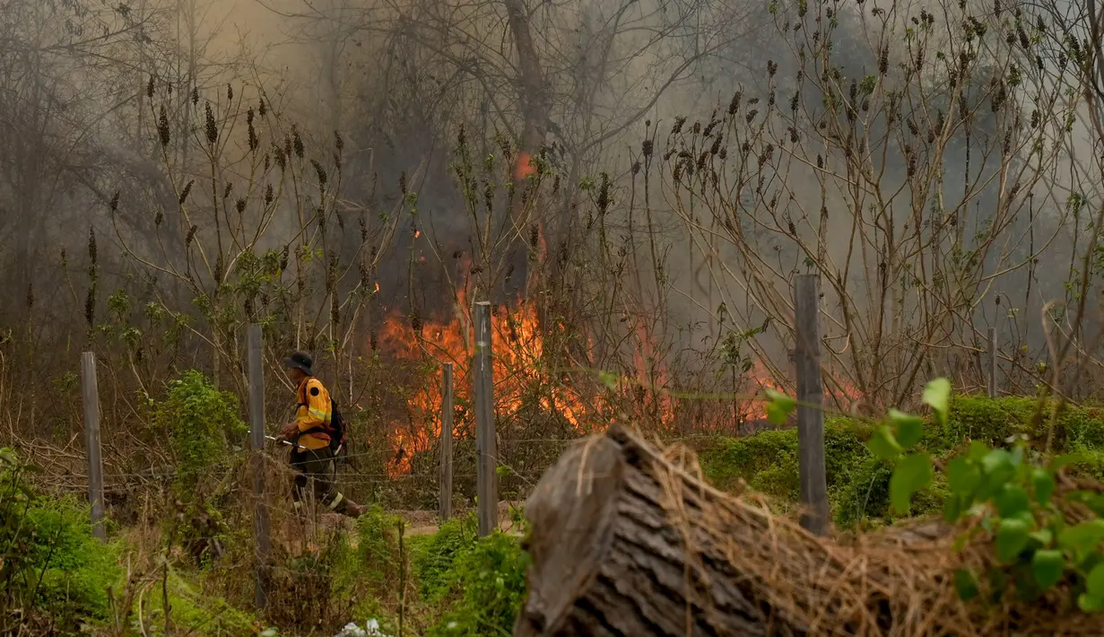 Luas area yang terbakar mencapai 3,8 juta hektare, mencakup kawasan hutan dan padang rumput. (AP Photo/Juan Karita)