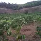 Sejumlah kawasan Taman Nasional Kerinci Seblat (TNKS) di Provinsi Jambi amat rawan akan aksi perambahan untuk dijadikan kawasan perkebunan, salah satunya adalah kopi. (Liputan6.com/B Santoso)