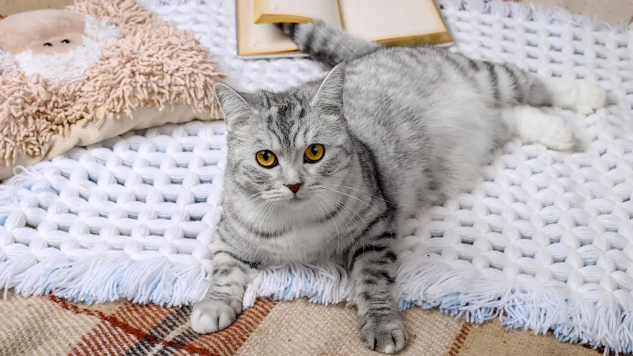 Bulu Kucing Lagi Rontok, Ini Cara Efektif Membersihkannya!