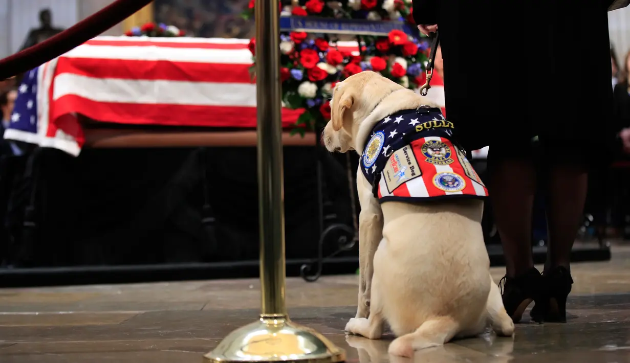 Sully, anjing mendiang George H.W. Bush memberikan penghormatan kepada sang tuan di Gedung Capitol, Washington, Senin (3/12). Sully diberikan kepada Bush sebagai hadiah pada Juni lalu setelah istrinya, Barbara, meninggal dunia. (AP/Manuel Balce Ceneta)