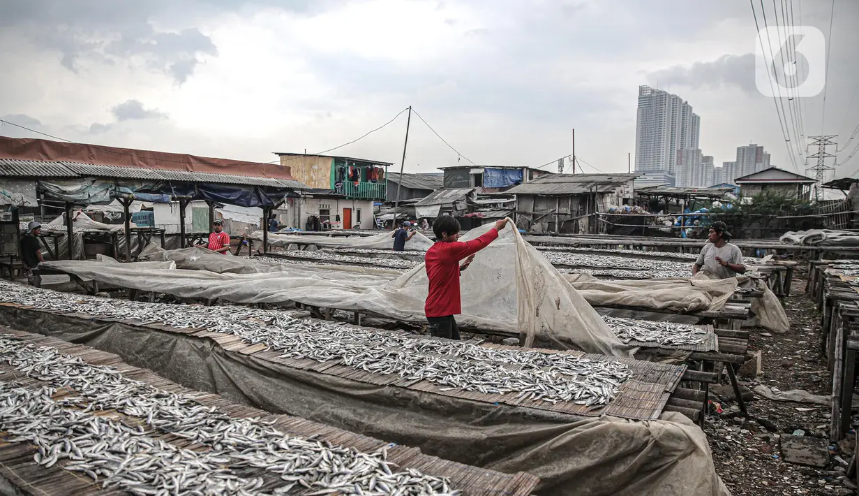 Pekerja menjemur ikan saat proses pengasinan di kawasan Muara Angke, Jakarta, Senin (26/12/2022). Nelayan mengaku produksi ikan asin di muara angke mengalami penurunan, disebabkan terhambatnya proses pengeringan di musim hujan. (Liputan6.com/Faizal Fanani)