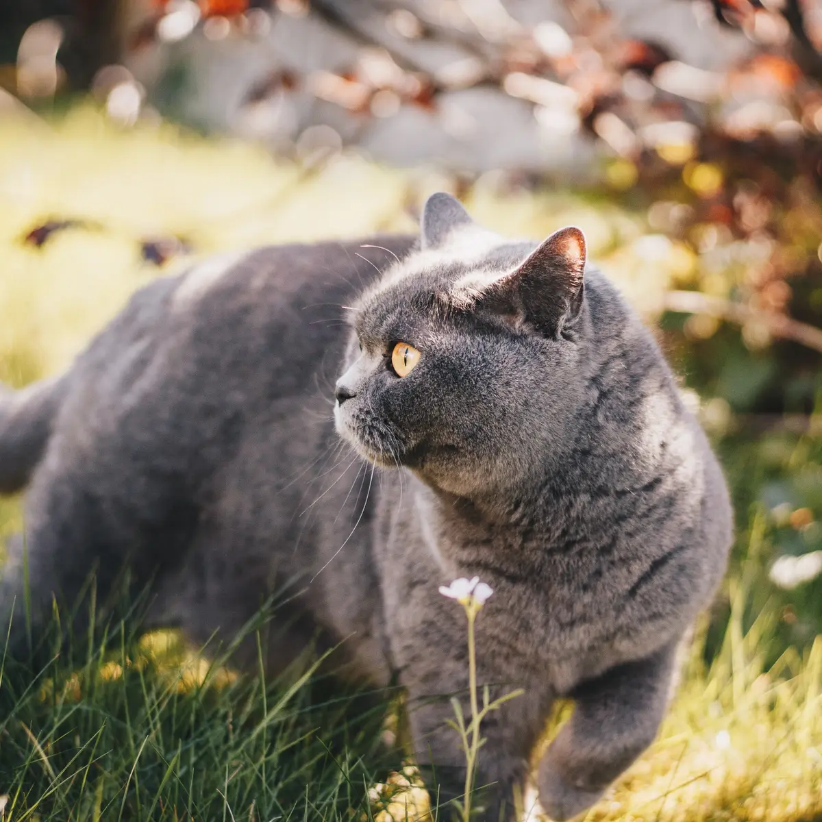 Nama kucing british shorthair sales