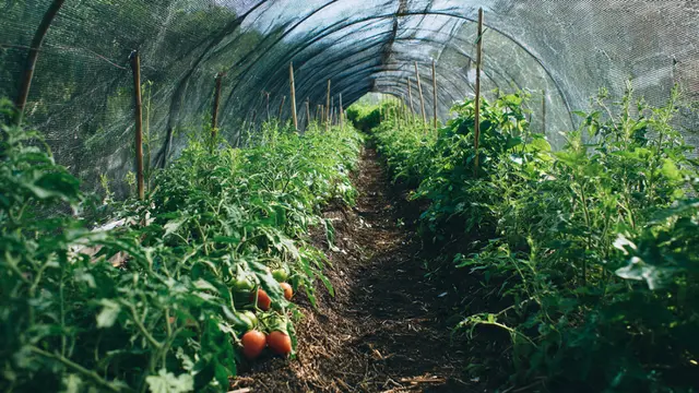 Kebun Sayur dengan Penutup