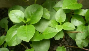 Manfaat Daun Binahong untuk Kesehatan Kulit