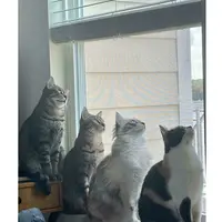 Potret lucu geng kucing lagi kepo tetangga, kompak melongok ke pintu dan jendela. (sumber: Reddit/kara77 via Bored Panda)