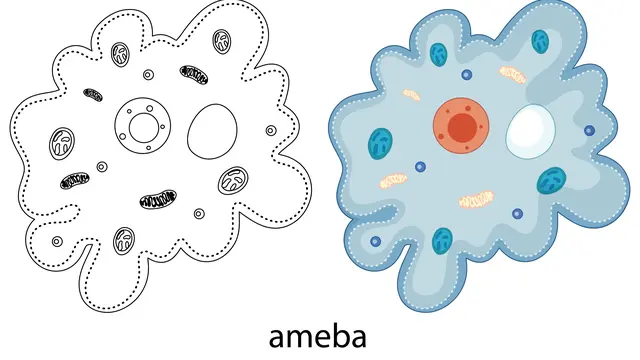 Amoeba Berkembang Biak dengan Cara Apa? Simak Penjelasan Selengkapnya