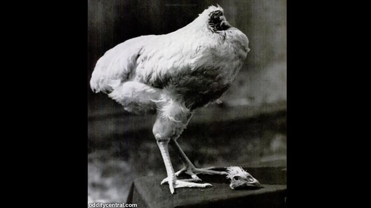 ayam-tanpakepala-131030a.jpg