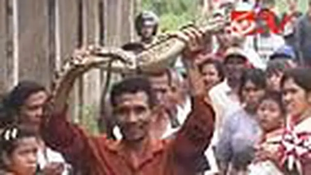 Buaya Sering Lepas, Warga Tolak Penangkaran Buaya