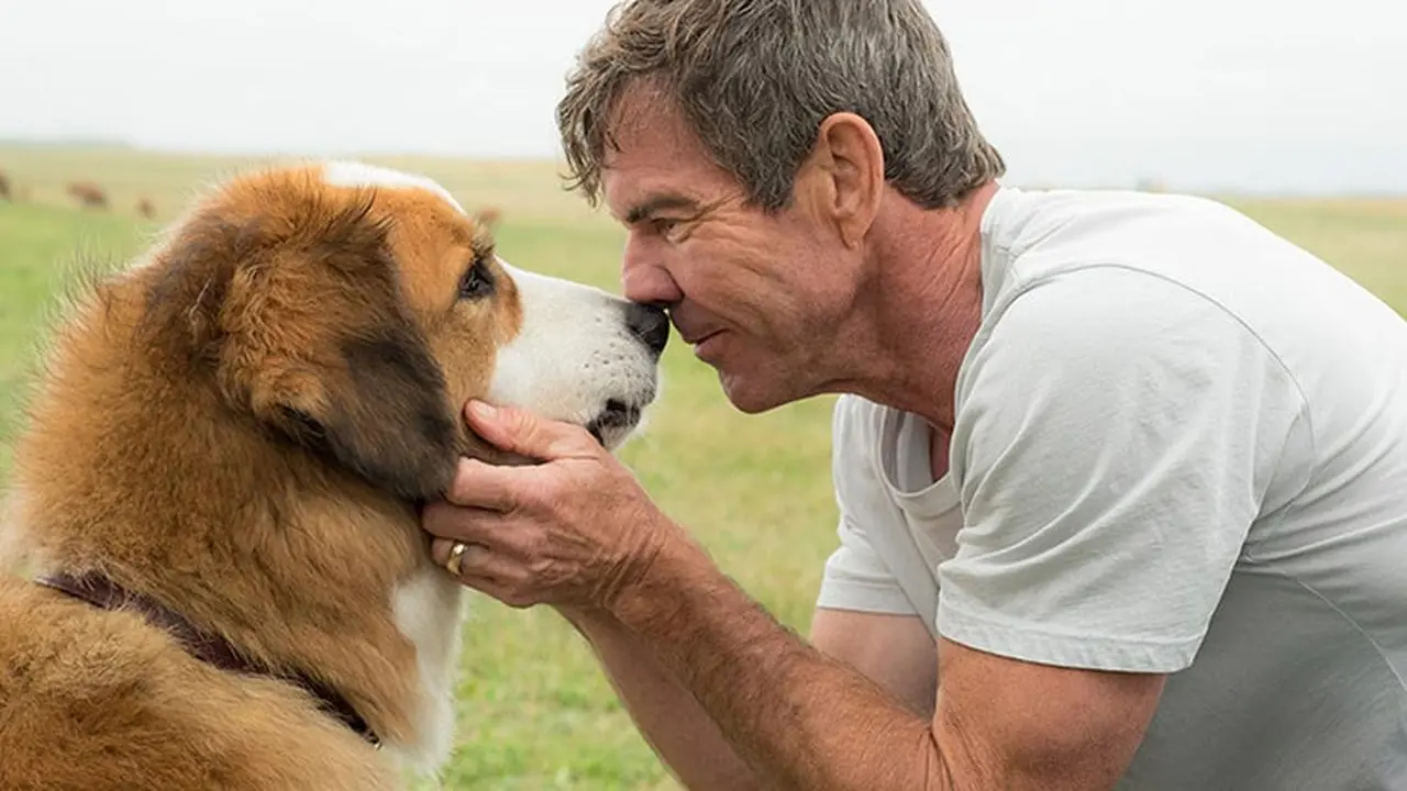 A Dog's Purpose