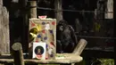 Seekor monyet membuka kado berupa makanan yang dibawa pengunjung sebagai bagian dari tradisi Natal di Kebun Binatang La Aurora, Kota Guetemala, Selasa (20/12/2022). Selama kegiatan ini pengunjung dapat melihat interaksi antara Sinterklas dengan hewan-hewan. (Orlando ESTRADA/AFP)