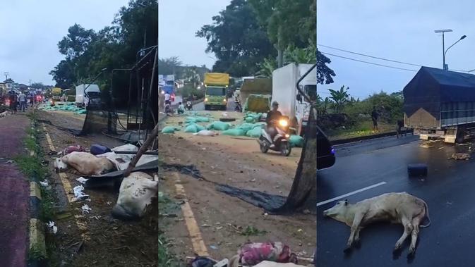 Sapi-sapi Tergeletak Bikin Jalan Lintas Sumatera Macet Panjang