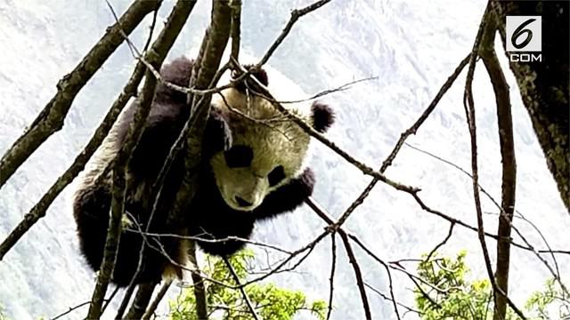 Berita Bayi Panda Hari Ini Kabar Terbaru Terkini