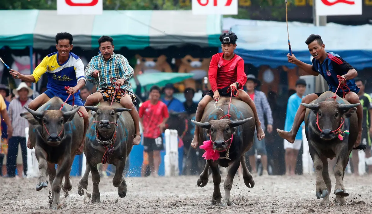 Sejumlah Joki saat bersaing pada festival lomba balap kerbau di Chonburi, Bangkok, Thailand  (16/7). Festival tahunan itu diikuti puluhan petani di Chonburi untuk merayakan panen padi. (AP Photo/Sakchai Lalit)