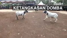 Domba yang dilombakan bernilai hingga ratusan juta rupiah.