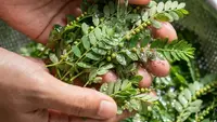 5 Resep Tumis Daun Meniran Lezat, Inovasi Kuliner Sehat