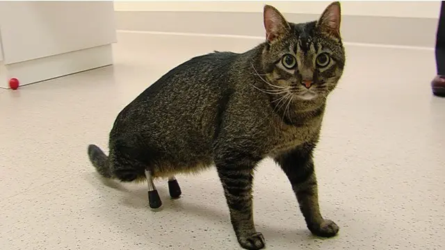 Seekor kucing bernama Vincent mendapatkan kado istimewa di bulan Desember ini dari pemilik barunya Cindy Jones. Vincent mendapatkan sepasang kaki palsu baru untuk membantunya berjalan setelah dirinya kehilangan dua kaki belakang.