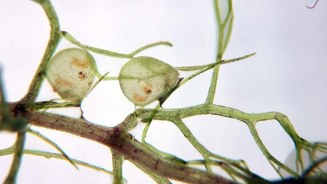 Tumbuhan Bladderwort. (Michal Rubeš)