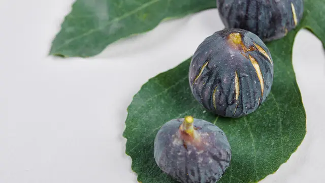 Ilustrasi hasil pohon tin. buah, tanaman