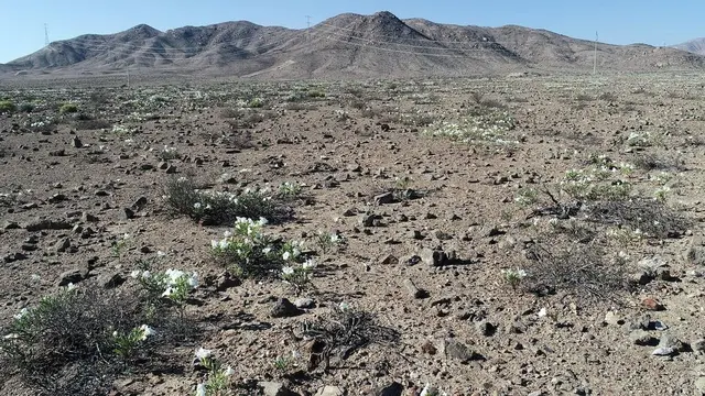 Bunga di Gurun Atacama