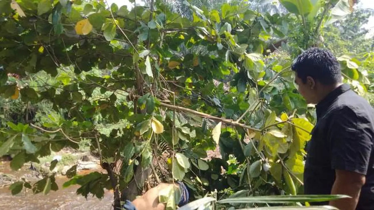 Polisi di Pekanbaru mendatangi lokasi penemuan mayat tanpa identitas yang tersangkut di atas pohon bawah jembatan.
