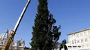 Sejumlah pekerja mendirikan pohon Natal di Lapangan Santo Petrus, Vatikan, Kamis (19/11/2015). Pohon natal setinggi 25 meter tersebut disumbang dari wilayah Bavaria di Jerman. (Reuters/ Stefano Rellandini)
