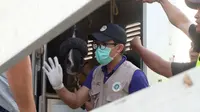 Petugas Balai Karantina menangani kuda yang akan digunakan di Asian Games (Liputan6.com/Pramita)