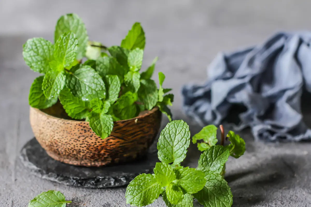 daun mint