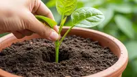 Cara Menanam Bayam Cabut agar Cepat Besar dan Siap Panen dalam 25 Hari