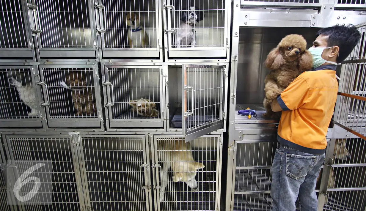 Petugas mengambil anjing dari kandang di salon dan klinik hewan JakPetz, Jakarta, Kamis (30/6). Jelang lebaran, jumlah pelanggan meningkat 90%, dengan tarif Rp.100 ribu untuk kucing dan Rp.120 ribu untuk anjing perhari. (Liputan6.com/Immanuel Antonius)